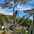 🇺🇸AMERICAN TREE TRIMMMING/TREE REMOVAL FULLY EQUIPPED 7 DAYS A WEEK 19 thumbnail