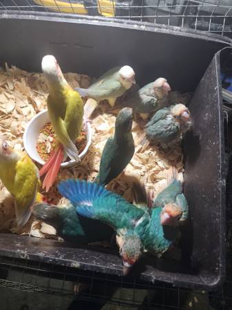 Green Cheek Conure Babys (Brooklyn)63690154266113120