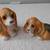 Beagle / Basset Hound Figurines (Set of 2) 4 thumbnail