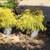 Japanese Maples, Cedar Hedge trees, Pecan, Topiary Evergreen 13 thumbnail