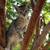 kittens 4 thumbnail