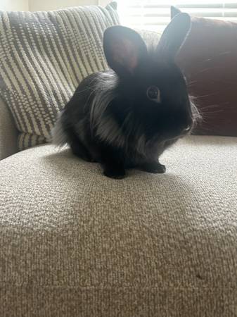 Rabbit with small rehoming fee! (Memphis)
