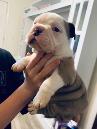 Exotic micro bully 1