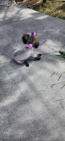 Poodle Toy Hembra (Slidell)63904506568578121