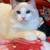 cute ragdoll boy 1 thumbnail