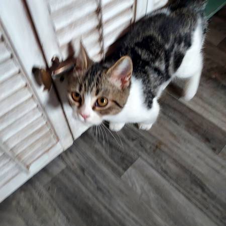 Gatita hembra63844235833217123