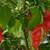 HOT peppers - Ghost or NajaNaja 1 thumbnail