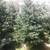 BALLED AND BURLAP EVERGREENS- ARBORVITAES- SHADE TREES AND MORE (SALE) 19 thumbnail