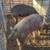 BREEDER PIGS 7 thumbnail