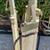 VINTAGE 1940s HEAVY MILITARY WOOD & BRASS SURVEYOR THEODOLITE TRIPOD 15 thumbnail
