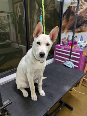 Rehoming Husky Mix (Denver)63963640418178120