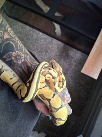 Firefly..ghost..ball python y tanm (Lafayette)63680163064577121