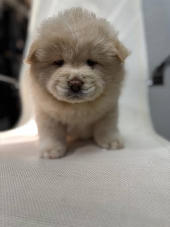 Rehoming chow chow puppies64007247563905122