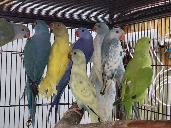 Indian ringnecks available 1