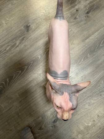 Sphinx cats (Visalia)63963773894403122