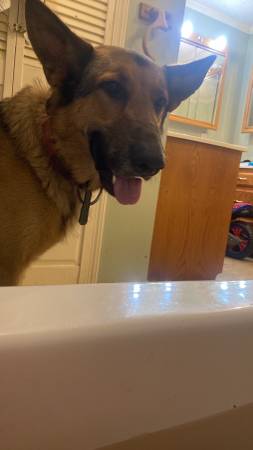 German shepherd 1