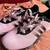 Ladies… ADIDAS GOLF SHOES 8 thumbnail