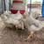 Meat Birds 2 thumbnail