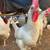 Laying Hens Leghorns or Buff Orpingtons 1 thumbnail
