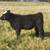 Steers & Heifers 6 thumbnail
