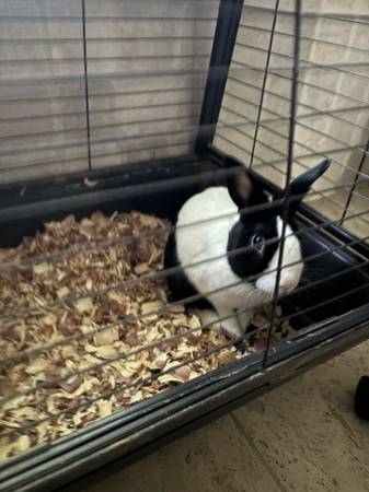 Black and white rabbit (Chagrin Falls)63871911446529120