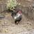 Rooster Various Breeds 1 thumbnail