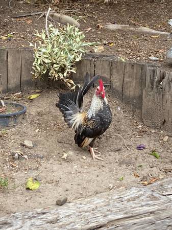 Rooster Various Breeds 1