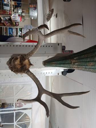 antlers 1