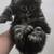 Maine coon kitten cat 1 thumbnail