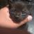 All black Kittens 1 1/2 month old 20$ each 3 thumbnail