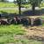 90 Weaned BEEF Calves with SHOTS! Delivery Available 3 thumbnail