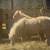 Mini Palomino Mare Pair – Bred for Fall Foals 5 thumbnail