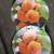 persimmon trees( hardy  for  zones 7 and higher) 2 thumbnail