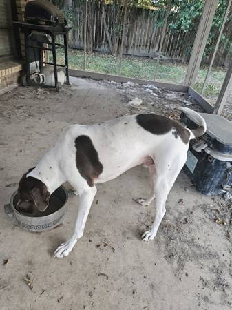 Free dog 1