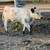 Heifer Calves 5 thumbnail