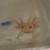 Axolotl babies ready now! 2 thumbnail