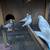 Pigeons 4 thumbnail