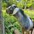 Mini-Nubian Buck 1 thumbnail