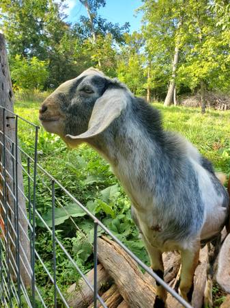 Mini-Nubian Buck 1