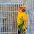Adult Sun Conure Pair 3 thumbnail
