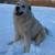 Livestock Guardians 3 thumbnail