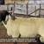HAMPSHIRE/SUFFOLK YEARLING RAMS 9 thumbnail
