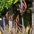 New Zealand Flax 8 thumbnail
