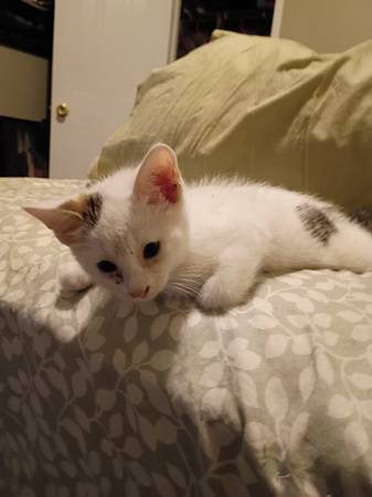 Gatito gratis (Magnolia TX)63859315246979120