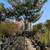 Crepe Myrtle Tree 6 thumbnail