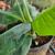 Dwarf Cavendish and Blood Banana Plants 1 thumbnail