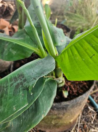 Dwarf Cavendish and Blood Banana Plants 1