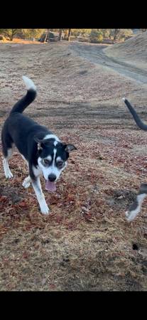 Rehoming husky mix, male 1