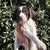 Germam short hair pointer 20 thumbnail