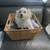 Pom Terrier 11 thumbnail